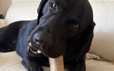 Why Choosing the Right Dog Sitter Matters More Than You Think