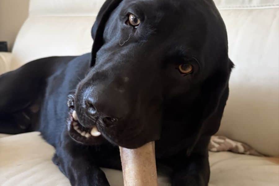 Why Choosing the Right Dog Sitter Matters More Than You Think