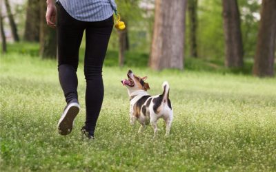 How Much Does a Dog Walker Cost in West Hills or Bell Canyon?