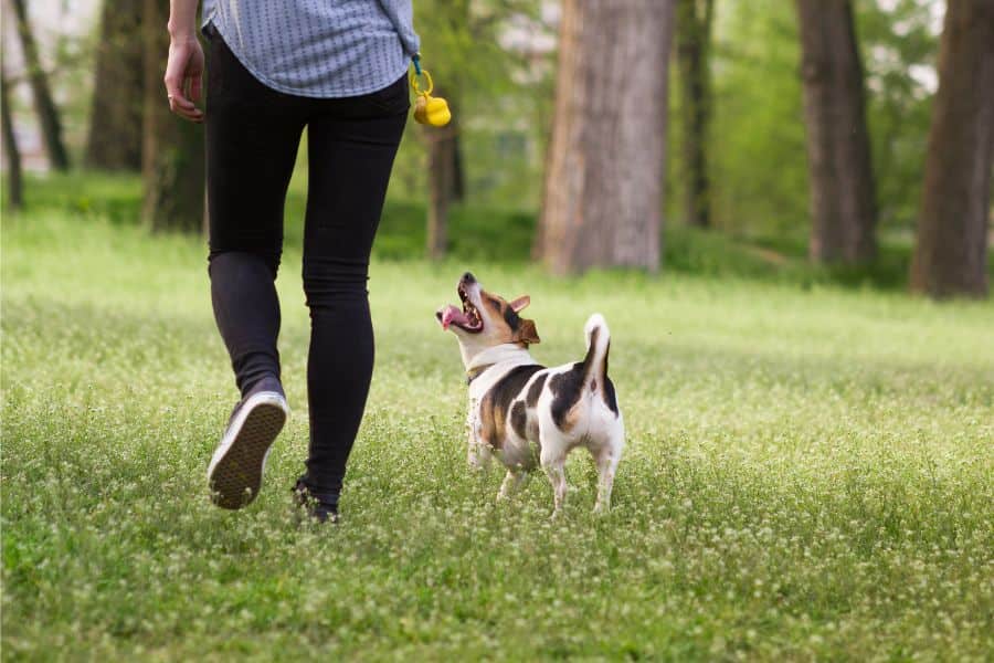 How Much Does a Dog Walker Cost in West Hills or Bell Canyon?